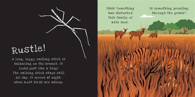 Secrets of Animal Camouflage - Shine-a-Light