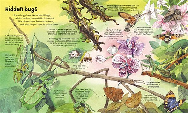 Big Book of Big Bugs (IR)
