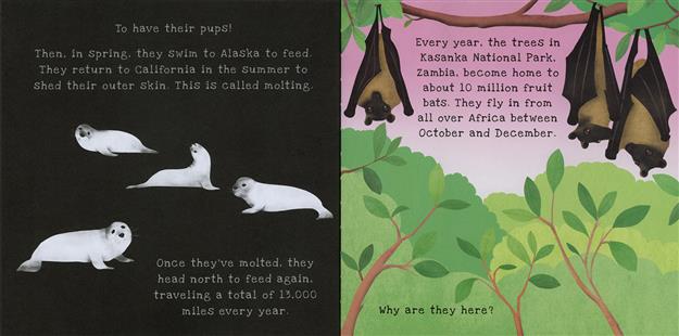 Animal Journeys Shine-a-Light