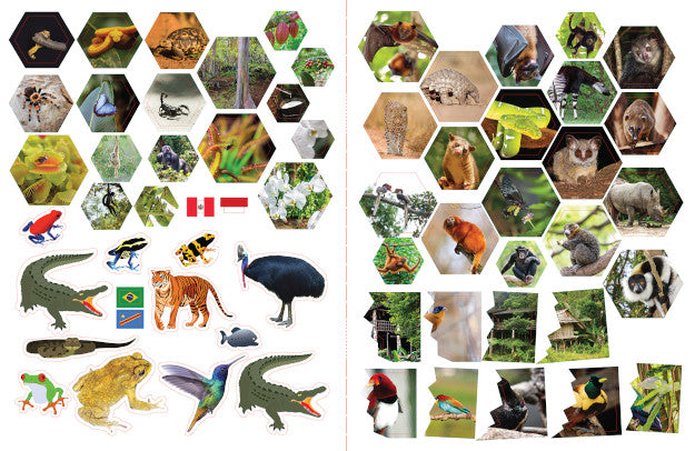 Rainforests Activity Book