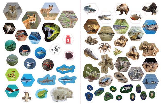Predators Activity Book