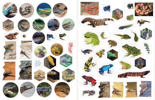 Reptiles & Amphibians Activity Book